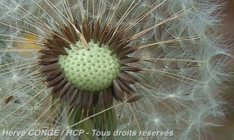 Dissémination des semences - Pissenlit, Salsifi, Chardon